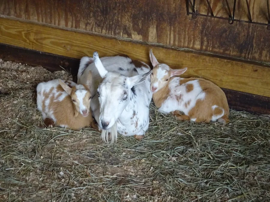 A mother goat with her two kids resting in the barn