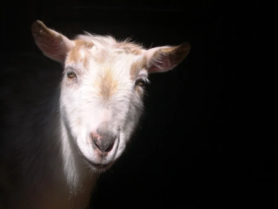 A close-up portrait of a farm goat