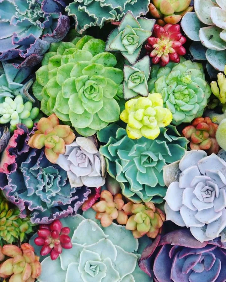 Potted succulents and plants for sale at the Coonamessett Farm stand