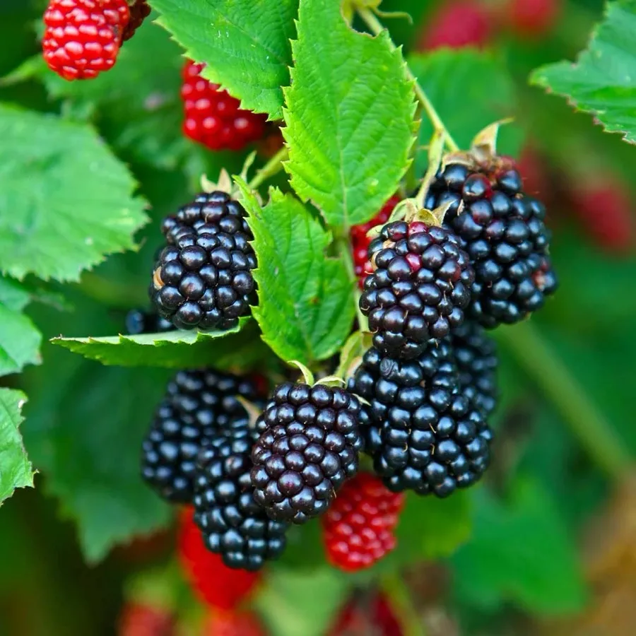 Ripe blackberries ready to pick at Coonamessett Farm