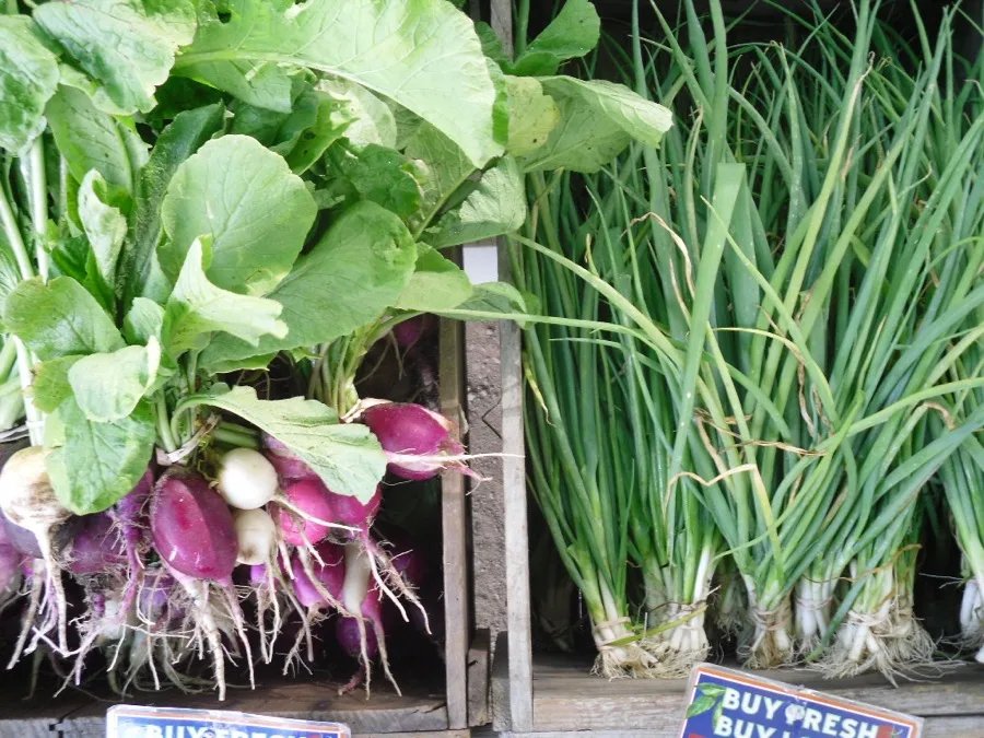Fresh radishes and scallions from Coonamessett Farm's CSA