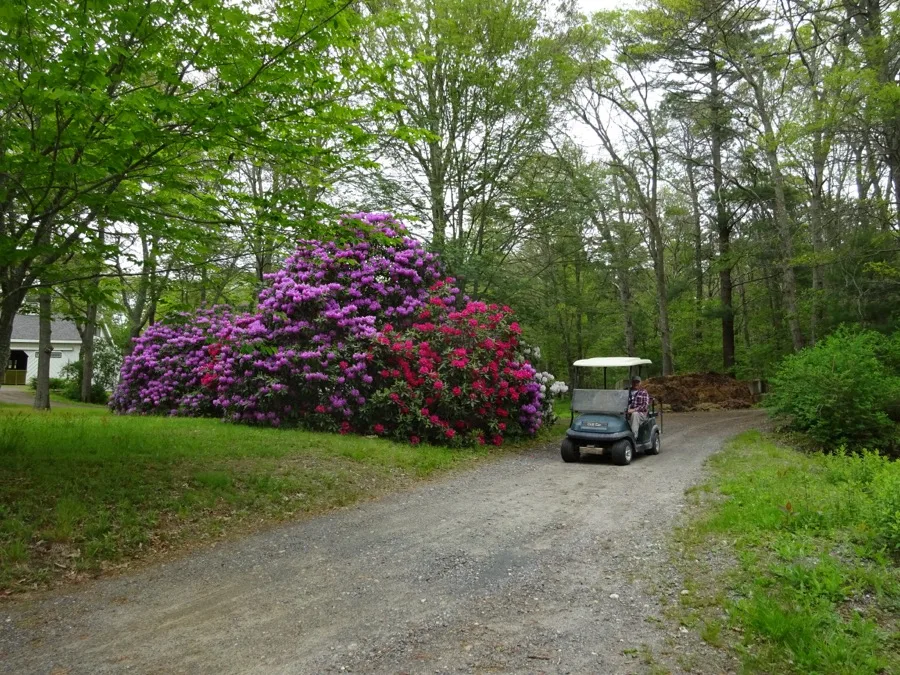 The blooming rhododendrons along the entrance drive at Coonamessett Farm