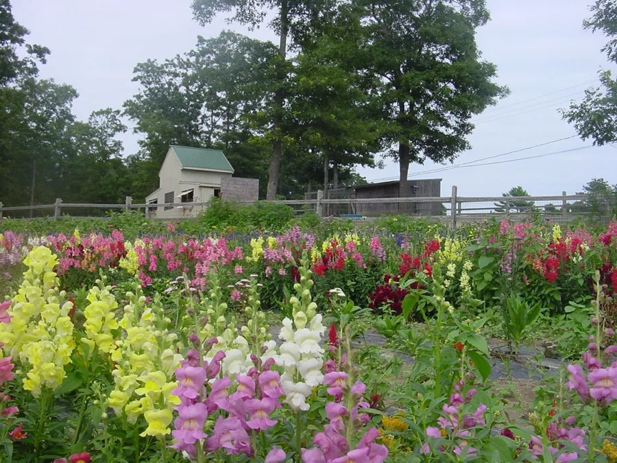 Flower gardens and farm buildings along the tour route at Coonamessett Farm